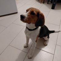 Cucciola beagle 8 mesi