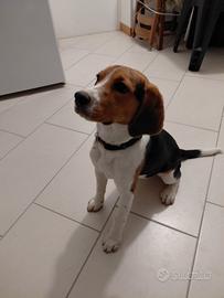 Cucciola beagle 8 mesi