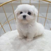 Cucciolo di maltese