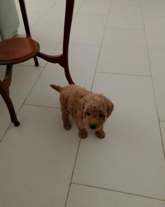 Barboncino toy tel 3792316469