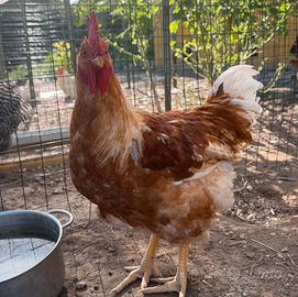 Gallo