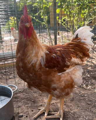 Gallo