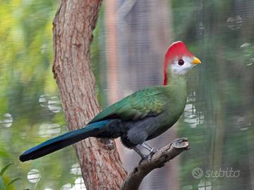 Turaco cresta rossa allevato a mano