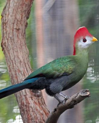 Turaco cresta rossa allevato a mano