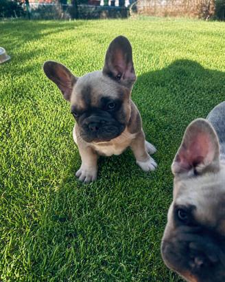 Bulldog francese (ultimo cucciolo)