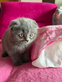 Cucciola di Scottish Fold