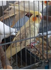Calopsita allevata a mano
