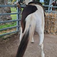 Cavallo Stallone Black overo per monta