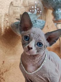 Cucciola di Sphynx