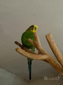 2 cocorite maschio