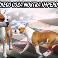 Maschio AMSTAFF per M.O.N.T.E