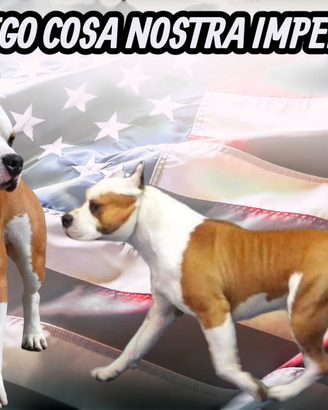 Maschio AMSTAFF per M.O.N.T.E