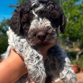 cucciolo lagotto  romagnolo