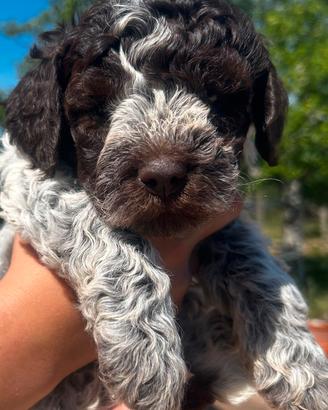 cucciolo lagotto  romagnolo