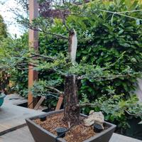 pre bonsai 