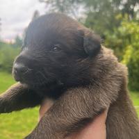 Cucciolo pastore belga Malinois