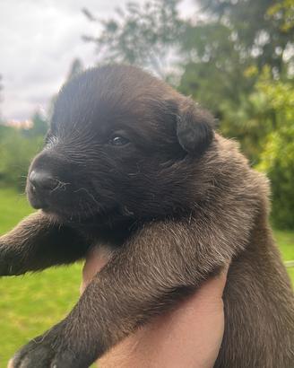 Cucciolo pastore belga Malinois