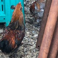 Oliver marans nane