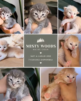 Cuccioli Maine Coon Alta Genealogia -