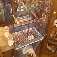 grande voliera per pappagalli