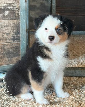 Cuccioli di pastore australiano