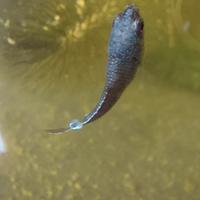 Macropodus opercularis