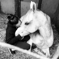 Pony arabina del 2008