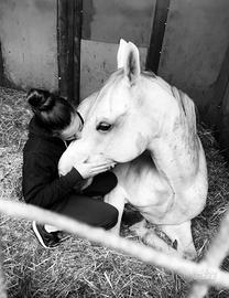 Pony arabina del 2008