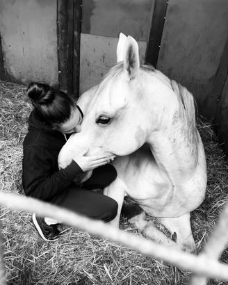 Pony arabina del 2008