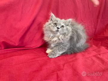 Gattine Persiane