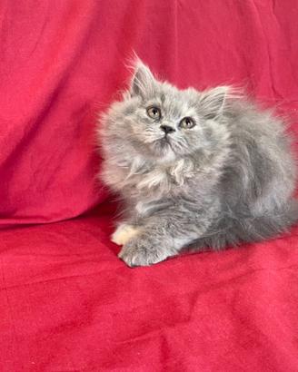 Gattine Persiane