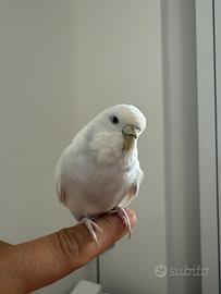 Cocorita Bianca occhi neri