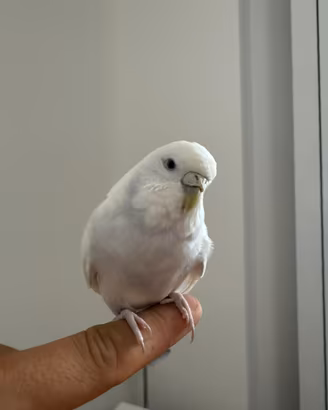 Cocorita Bianca occhi neri