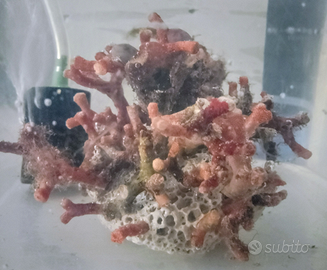 Tecnica flora e fauna per biotopi Marini