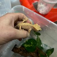 Geco ciliatus