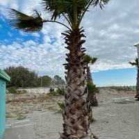 palme Washingtonia fìlifera