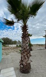 palme Washingtonia fìlifera