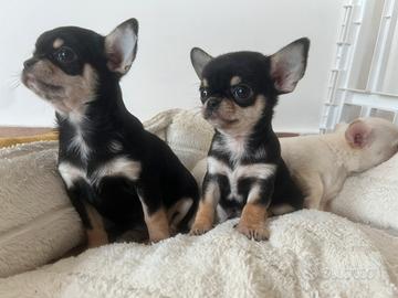 Chihuahua con pedigree enci
