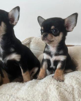 Chihuahua con pedigree enci