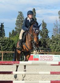 Pony belgium 11 anni 149 cm