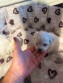 Maltese cuccioli