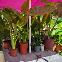 Banani nani e Alocasia