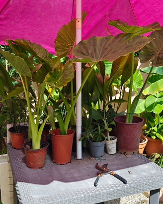 Banani nani e Alocasia
