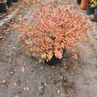 Piante  Abelia