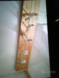 Cardellini mayor mutati