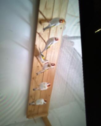 Cardellini mayor mutati