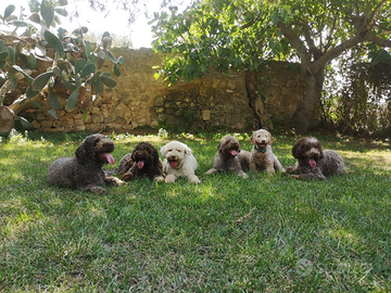 Lagotto romagnolo con pedigree