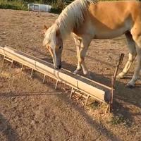 Cavalla haflinger con pedigree