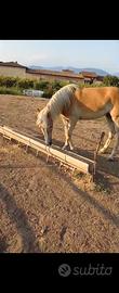 Cavalla haflinger con pedigree