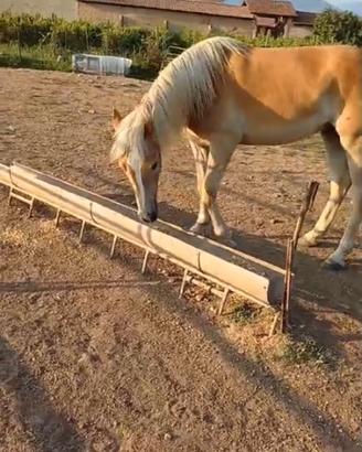 Cavalla haflinger con pedigree
